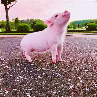 Aditivos alimenticios de alimento para animales secados a presión de aire del plasma del pollo para la proteína cruda de Procein en la alimentación de pollo