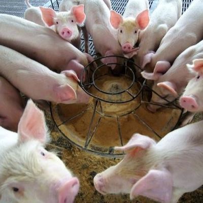 Gránulo seco del polvo de la hemoglobina de los añadidos del pienso del polvo 25kg/Bag