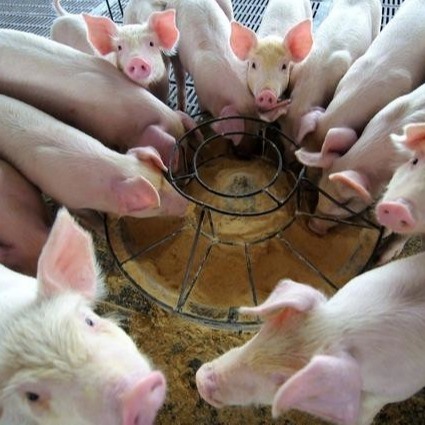 Gránulo seco del polvo de la hemoglobina de los añadidos del pienso del polvo 25kg/Bag