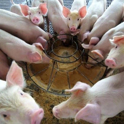 Nuevo tipo de Duck Plasma Protein Powder Is A de añadido de la alimentación que sube estos últimos años, que se reconoce como de alta calidad